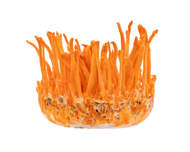 Compound Clipping Path